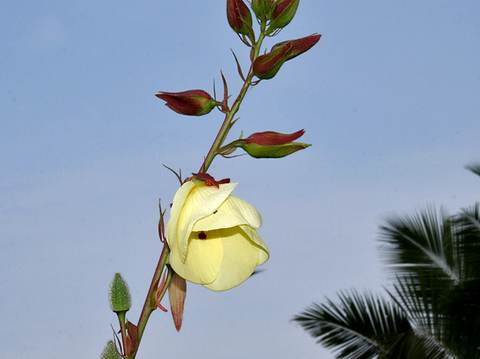 Island cabbage