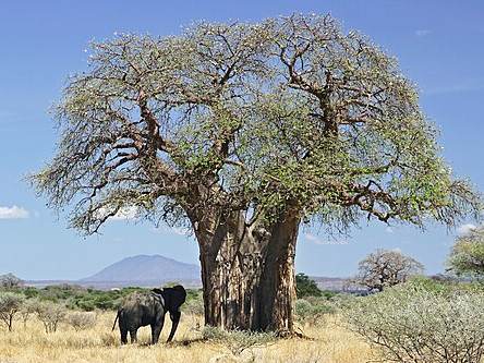 Baobab