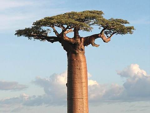Baobab