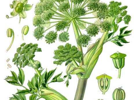Angelica