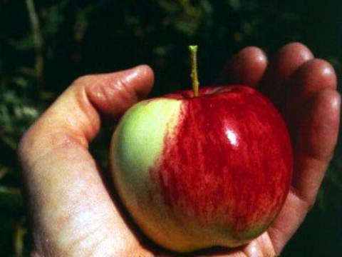 Apples