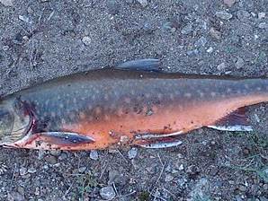 Arctic char