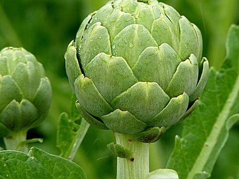 Artichokes