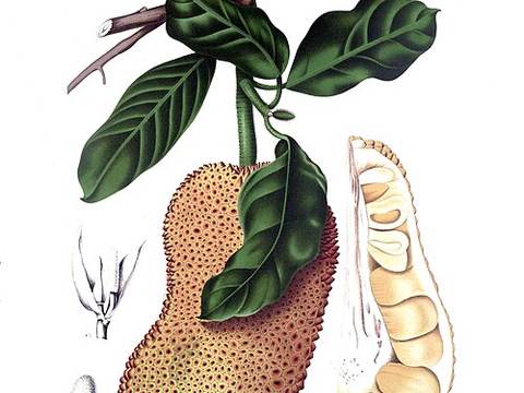 Cempedak