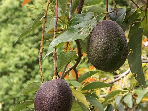 Avocado