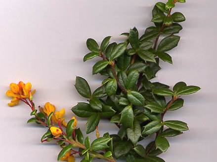 Barberry (zereshk)