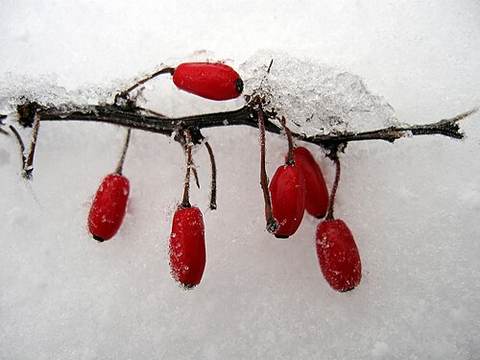 Wild berries