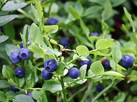 Blueberries