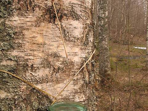 Birch sap