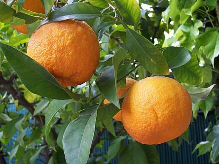 Sour orange