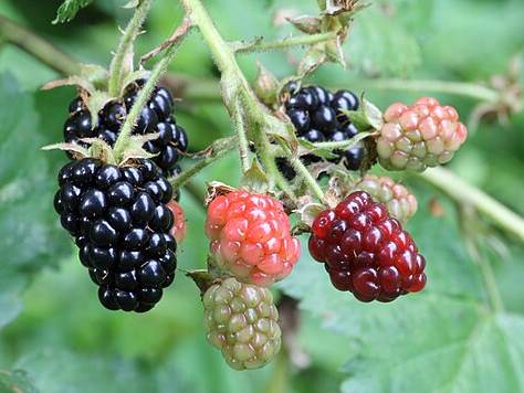 Blackberries