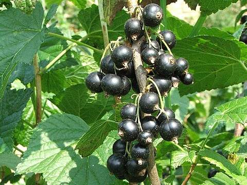 Black currants