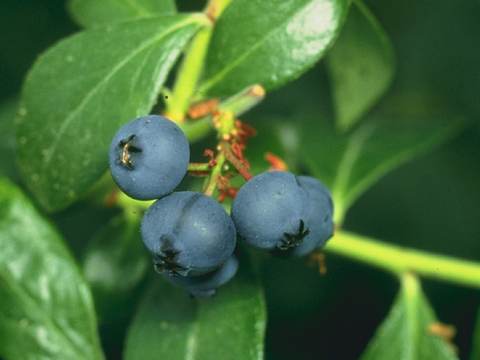 Blueberries