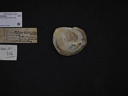 Bluff oysters
