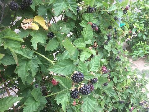 Boysenberries