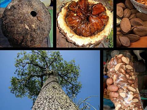 Brazil nuts
