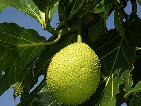 Breadfruit