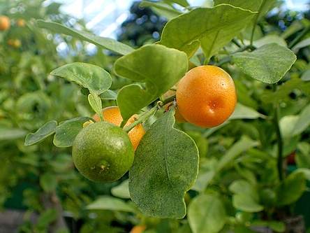 Calamansi