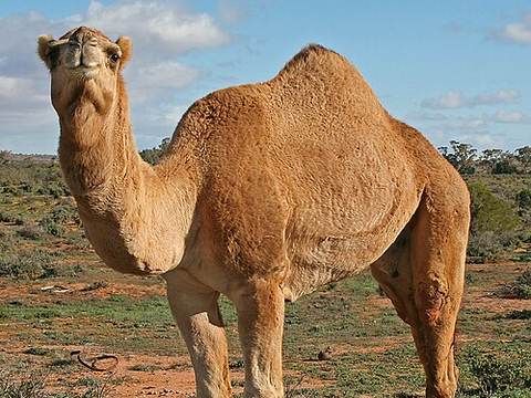 Camel stew