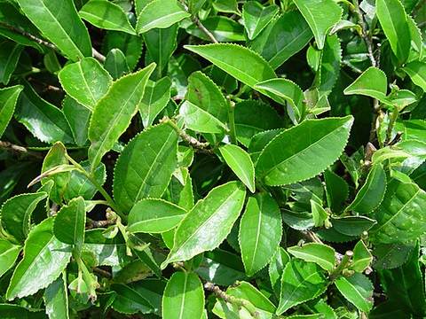 Tea leaves