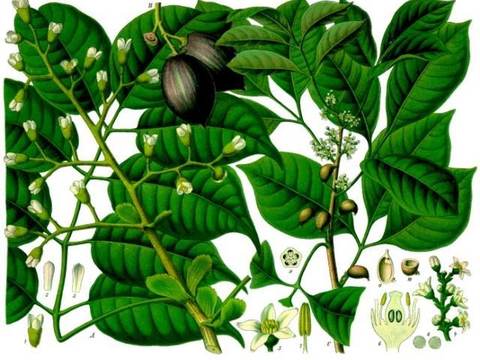 Ngali nut