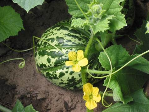 Melon