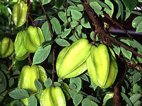 Starfruit