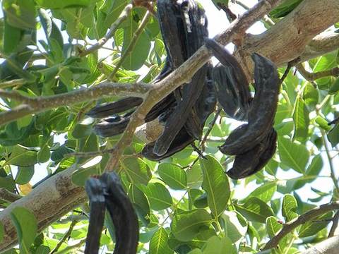 Carob