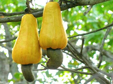 Cashew