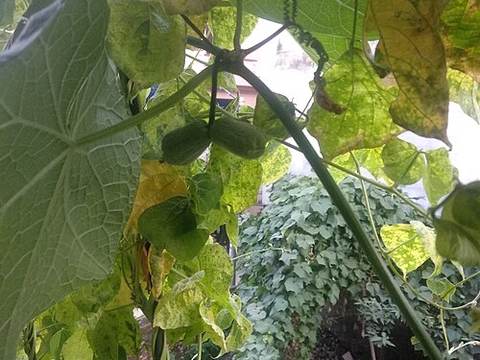 Chayote