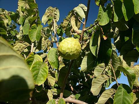 Chirimoya