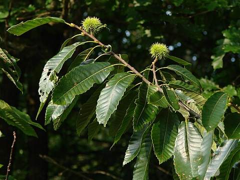 Chestnuts