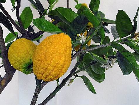 Citron
