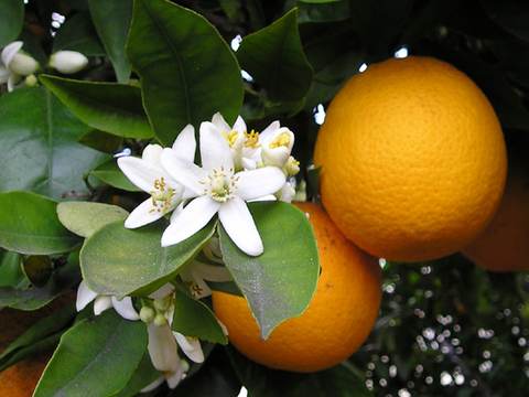 Citrus
