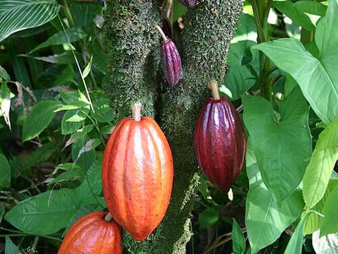 Cocoa