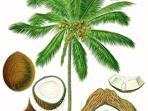 Coconut