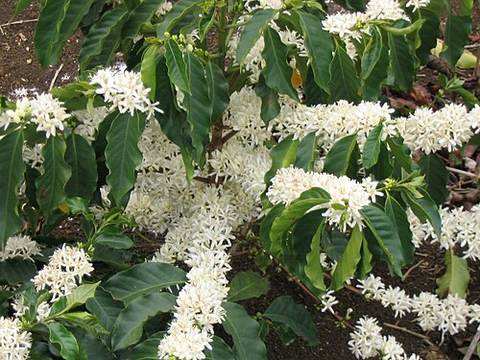 Coffee cherries