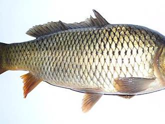 Skadar carp