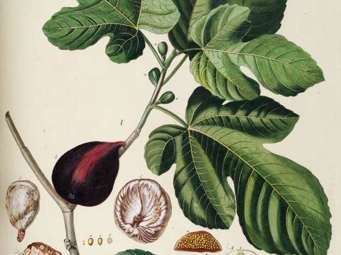 Taif figs