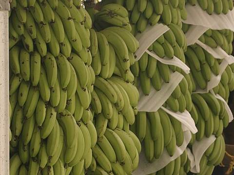 Plantain