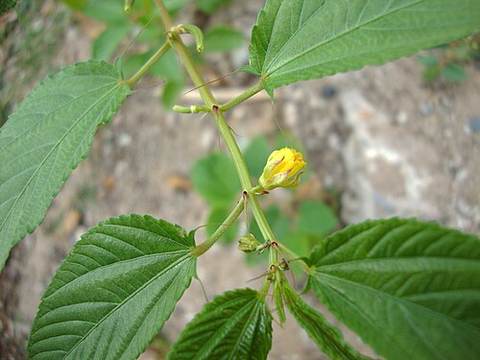 Molokhia leaves