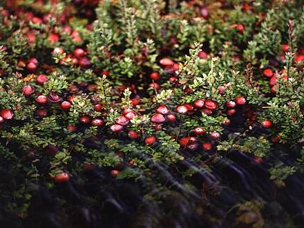 Cranberries