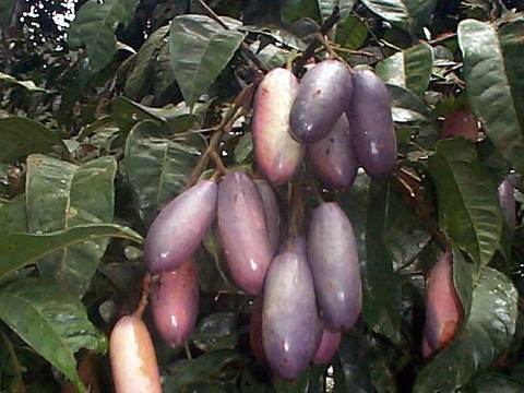 Safou (African pear)