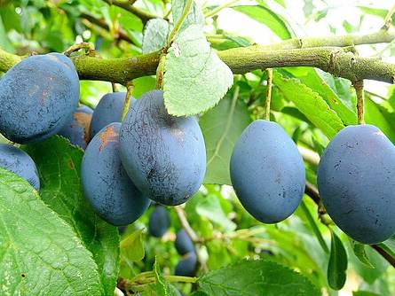 Damsons