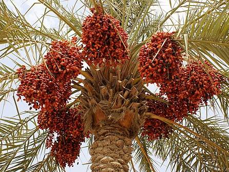 Khalas dates