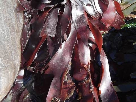 Dulse
