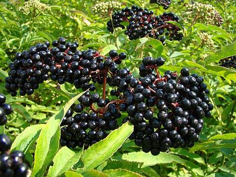 Elderflower