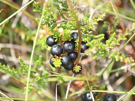 Crowberries