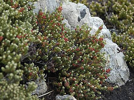 Diddle-dee berries