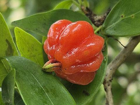 Surinam cherry